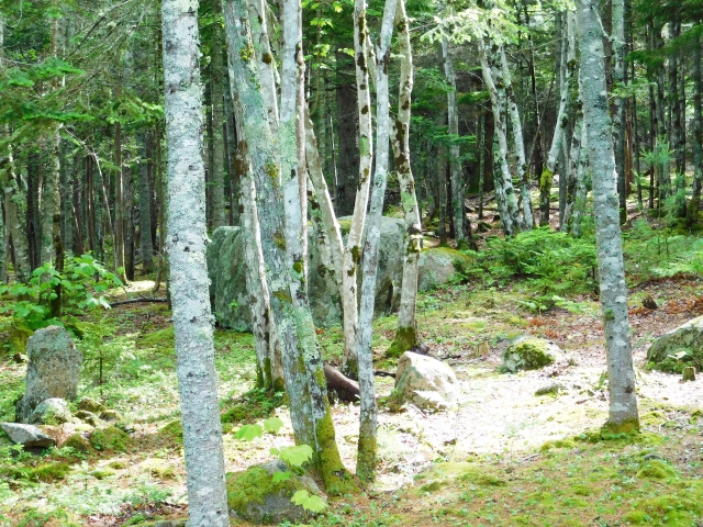 Canon Brook Ledge &mdash; CBL