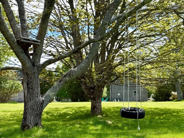 APM-swing Tree swing!