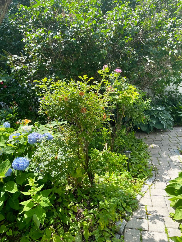 Eden Center Cottage — Backyard