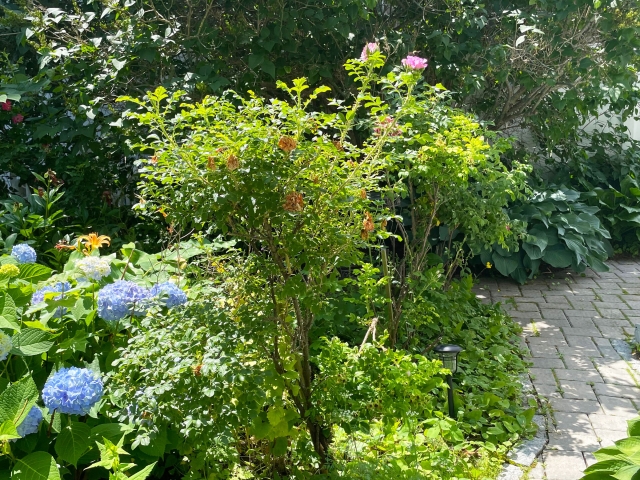 Eden Center Cottage