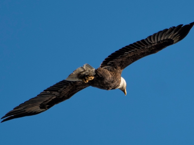 Eagles Nest Seaside