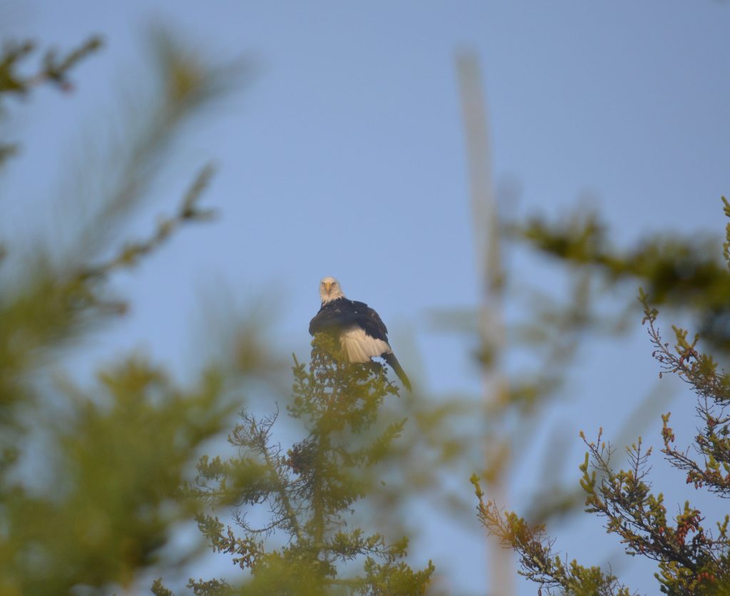 Eagles Nest Seaside — Eagle