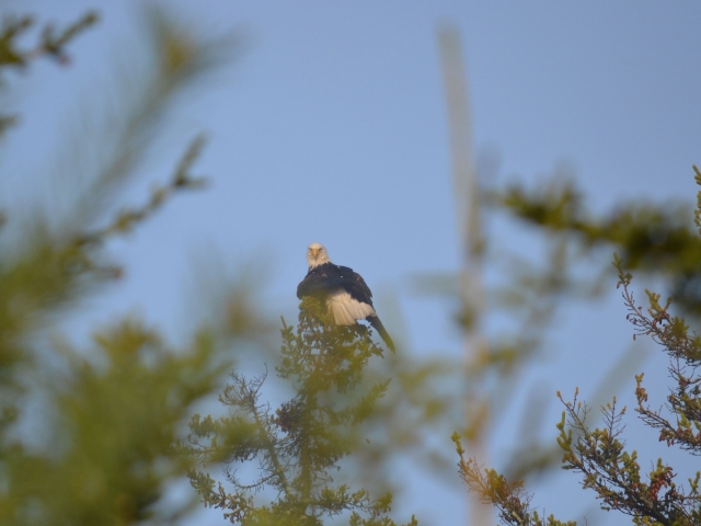Eagles Nest Seaside