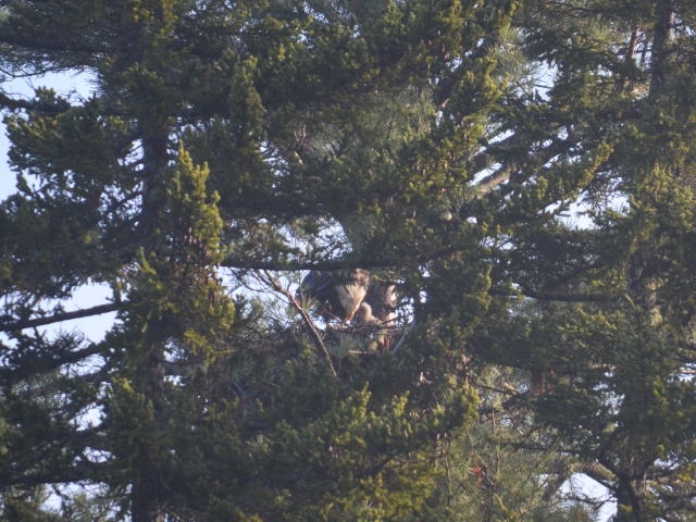 Eagles Nest Seaside