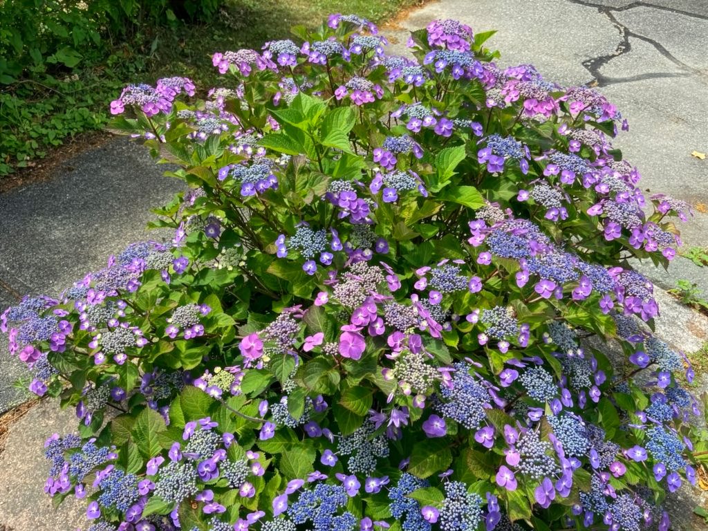 Pretty grounds