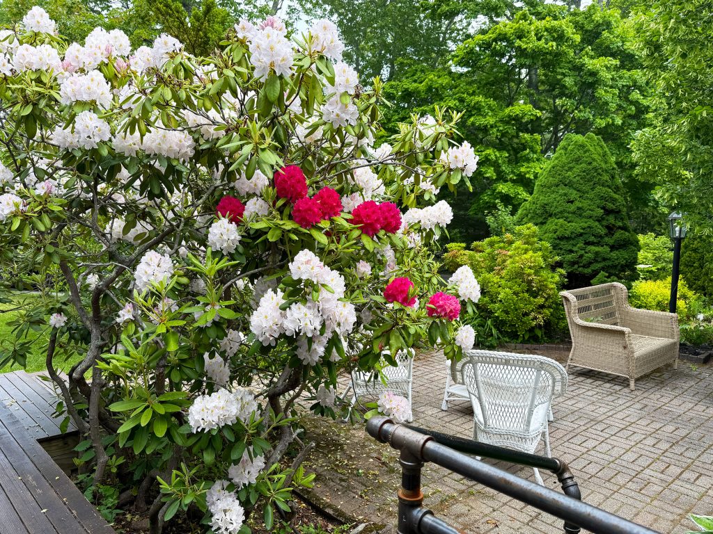George’s Garden