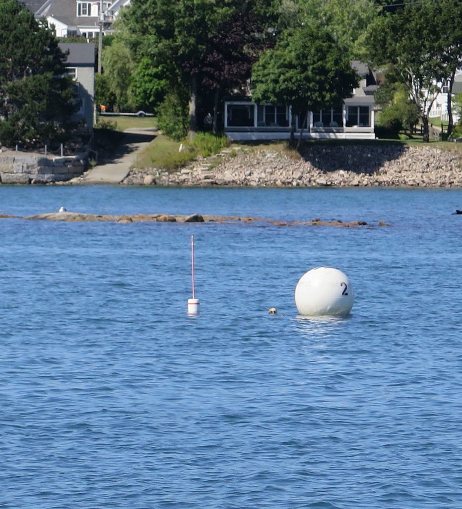 Harborside Summer — View from the water