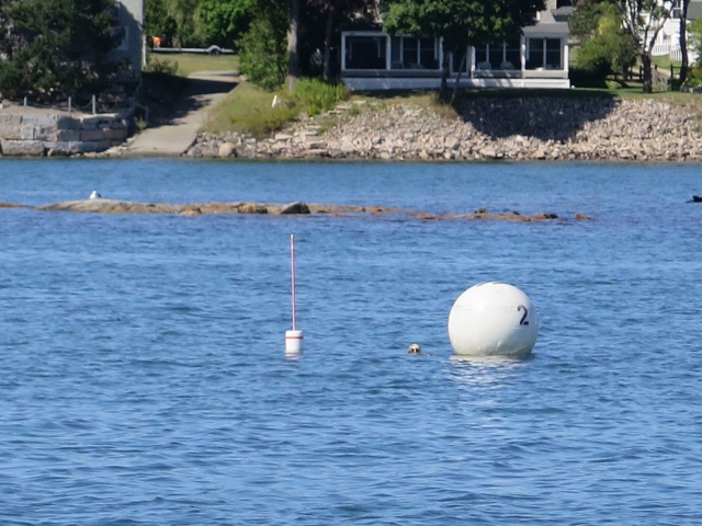Harborside Summer