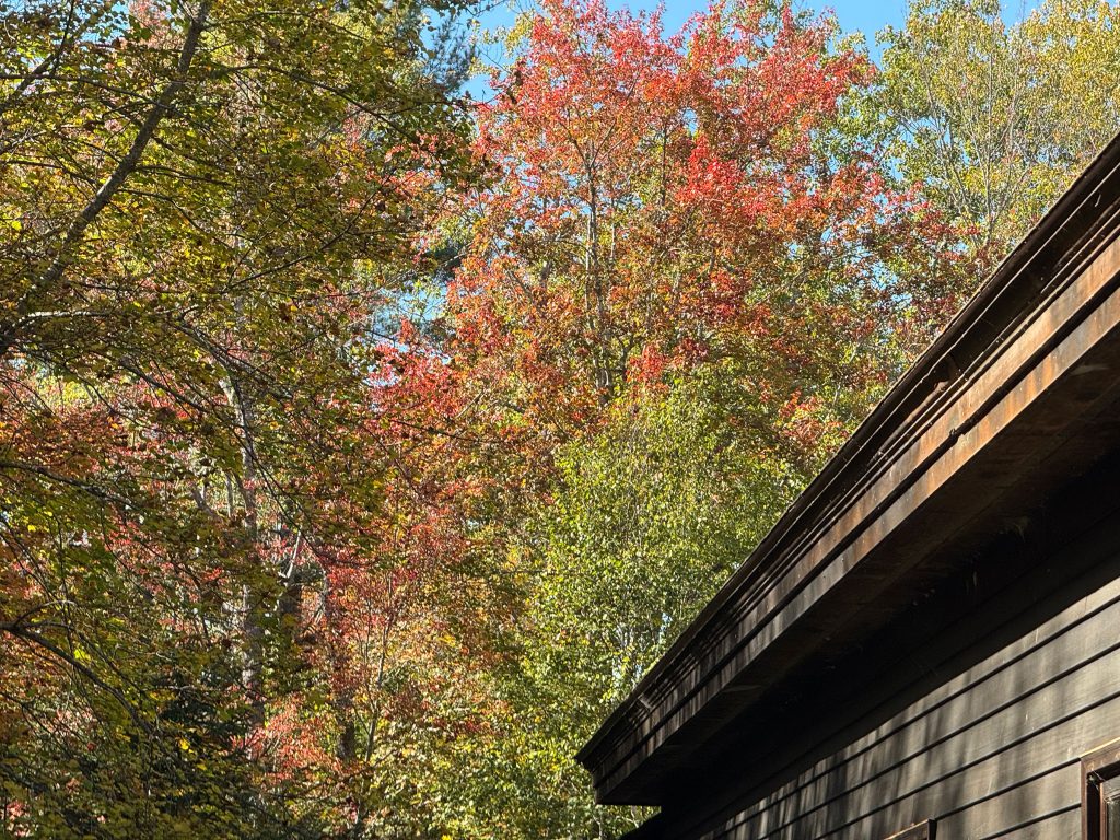Fall foliage