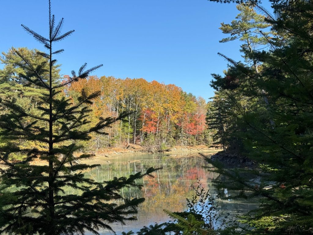 Shore in fall
