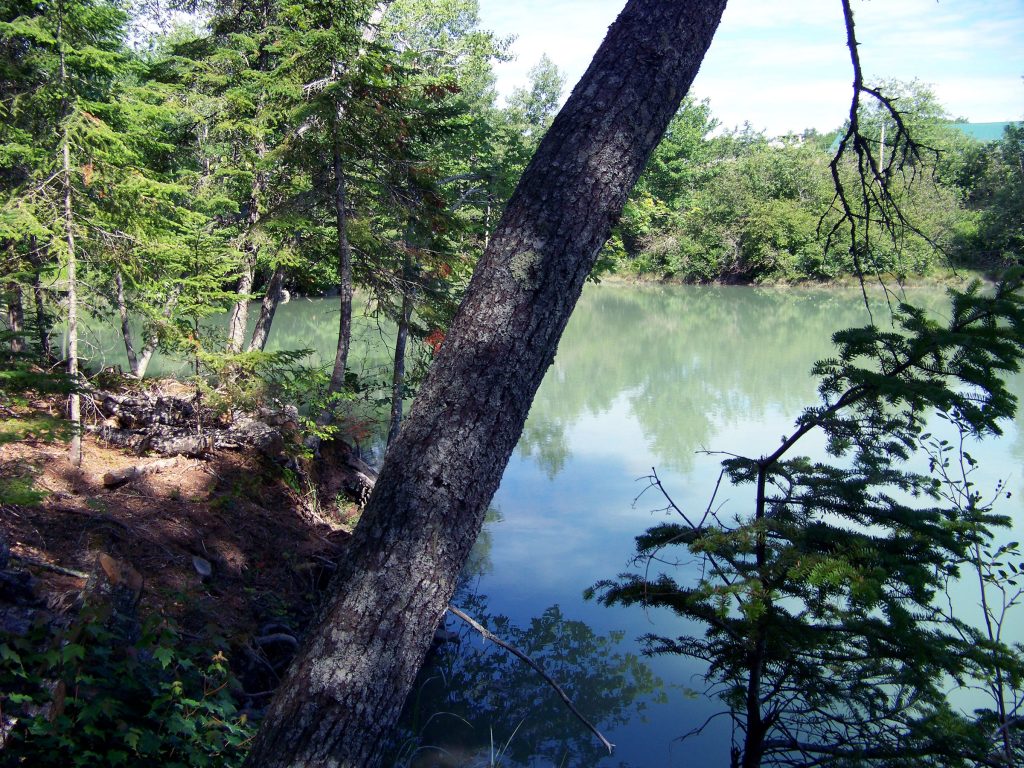 Shore woods