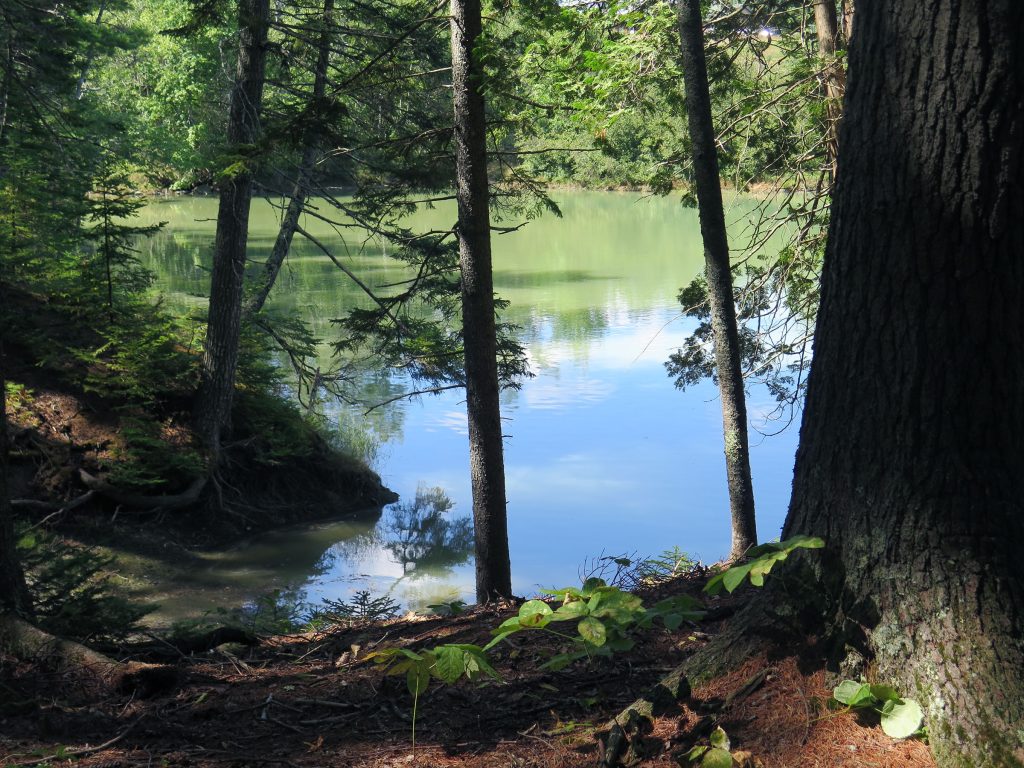 Shore woods