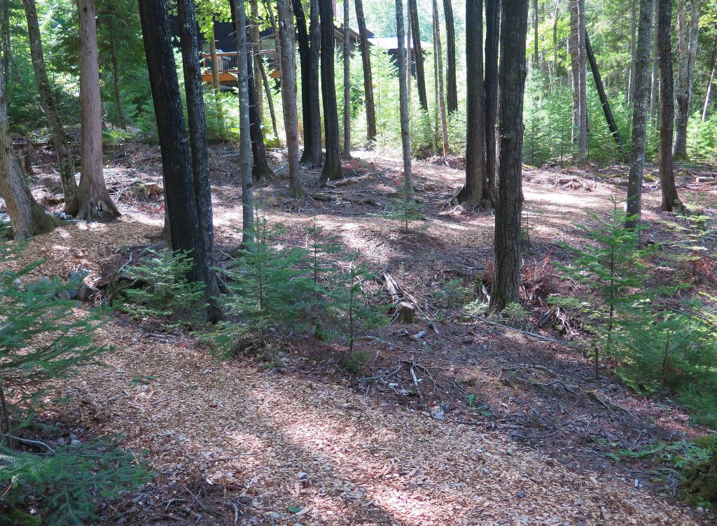 Woods