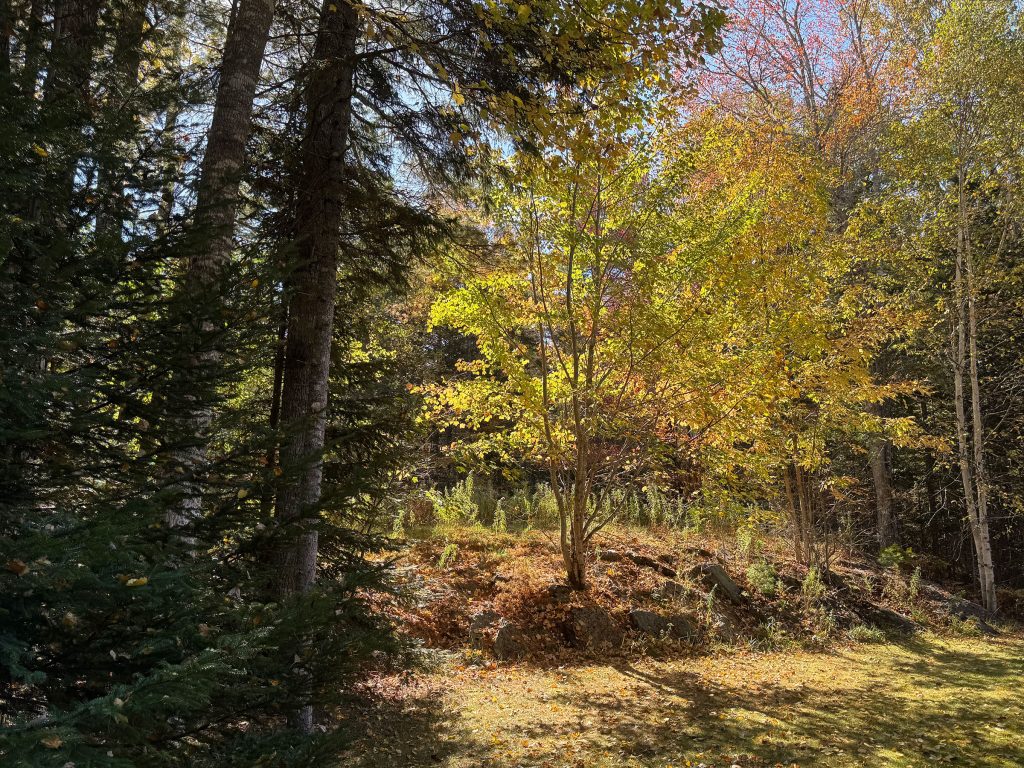 Yard in fall