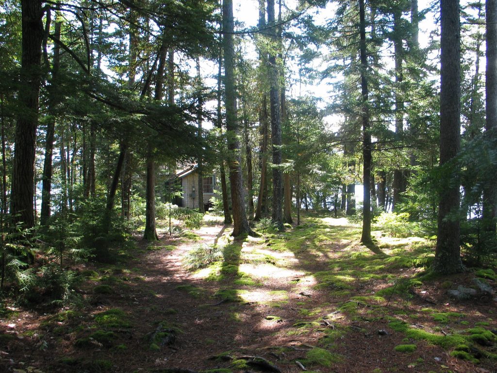 Woods