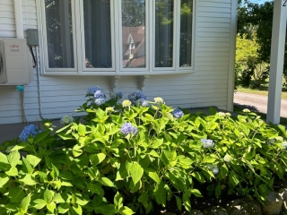 Tilia Retreat