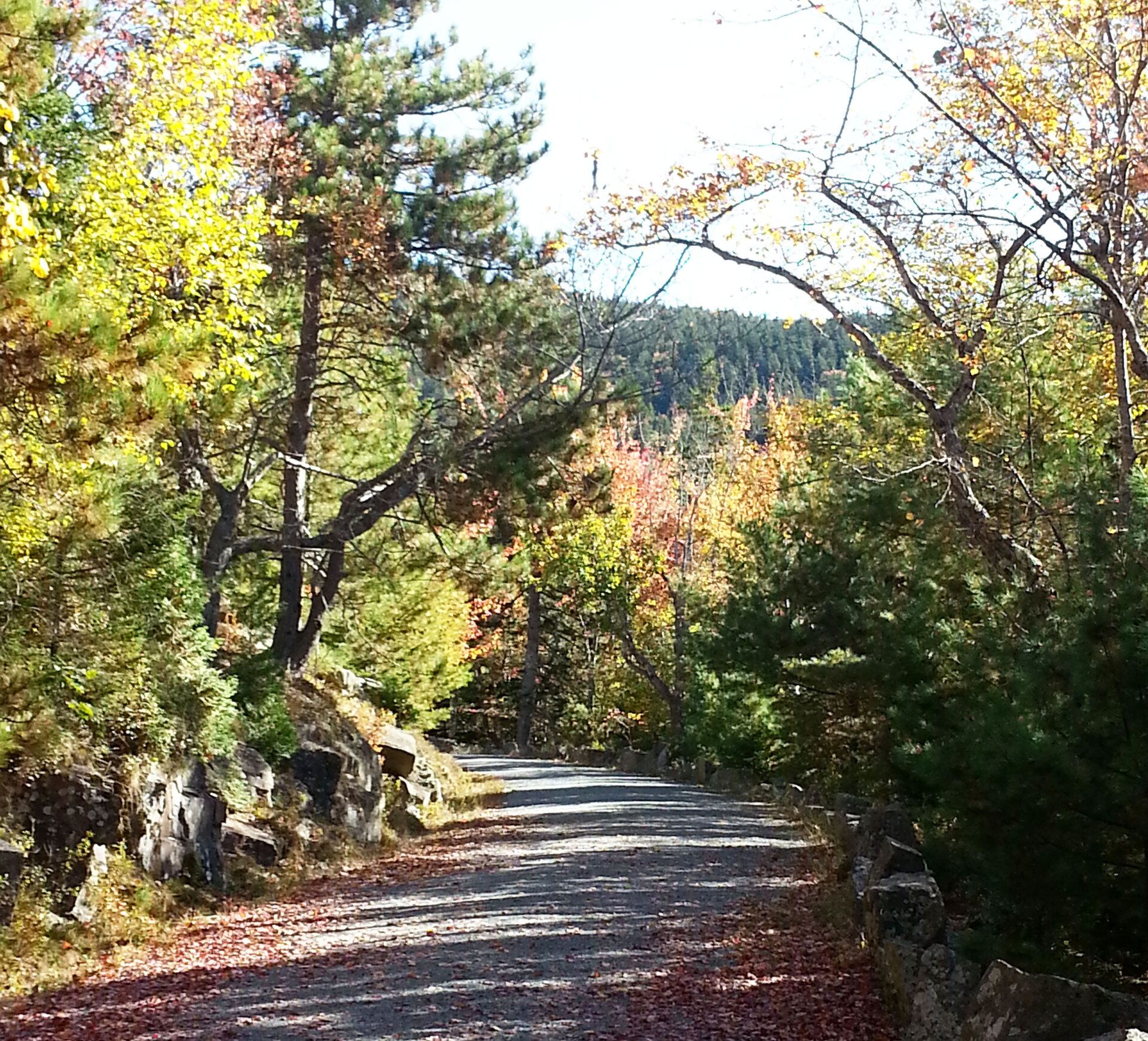Carriage road in Acadia National Park