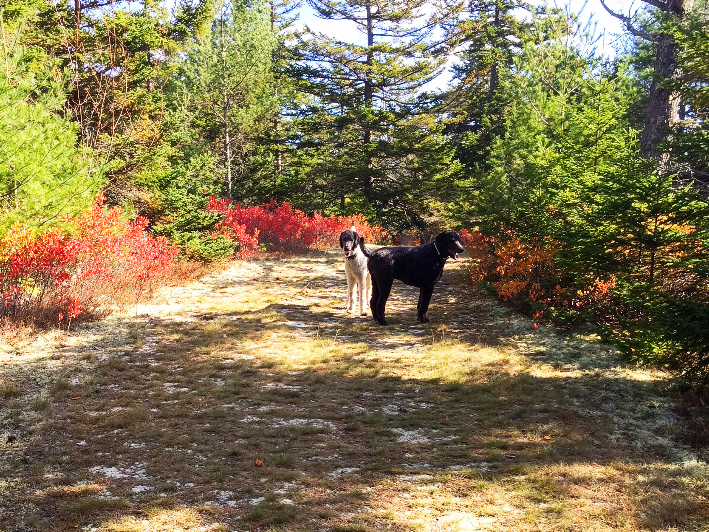 home-slide-dogwalk