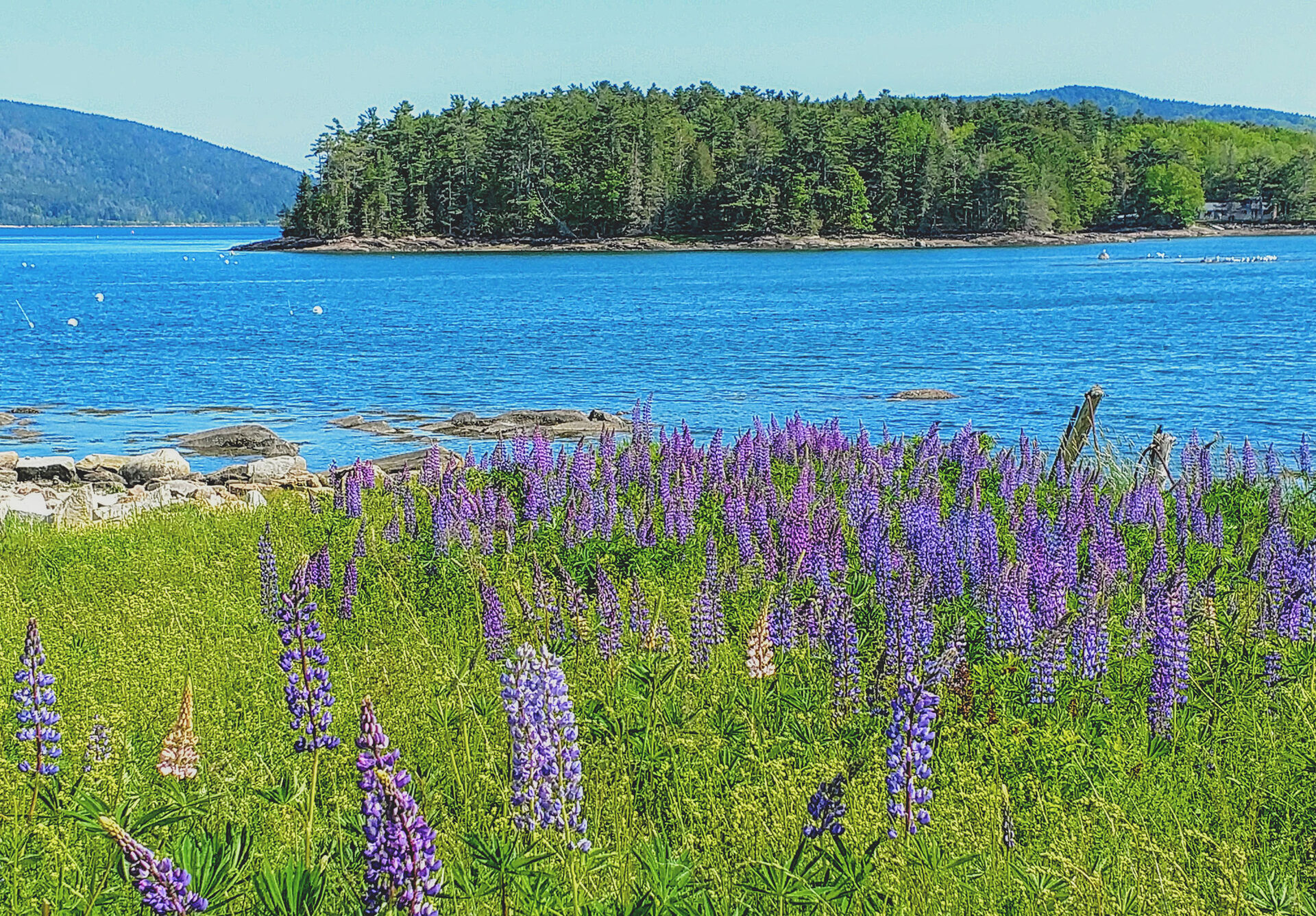 Lupines in bloom on Mount Desert Island