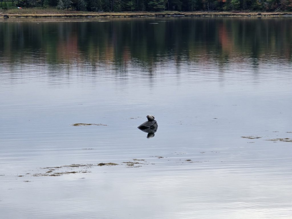 There is almost always a seal on this rock!