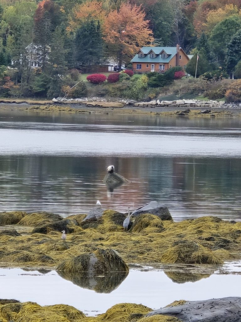 Blue Herons, Seals, and Eagles are common sights!